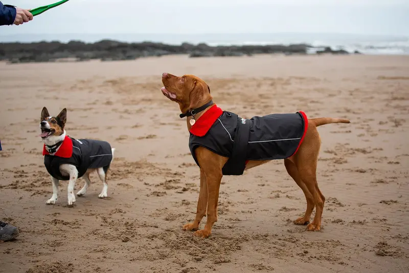 Dryrobe Dog Jacket in Black and Red