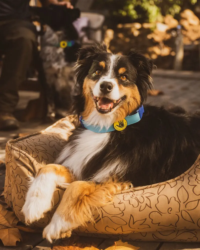 Earth Paintflower Kuddler Pet Bed – Ultra-Soft Bolster Support