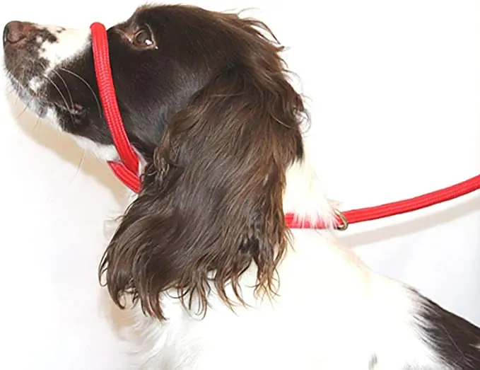 Figure-Eight Halter Slip Lead for Controlled Walking