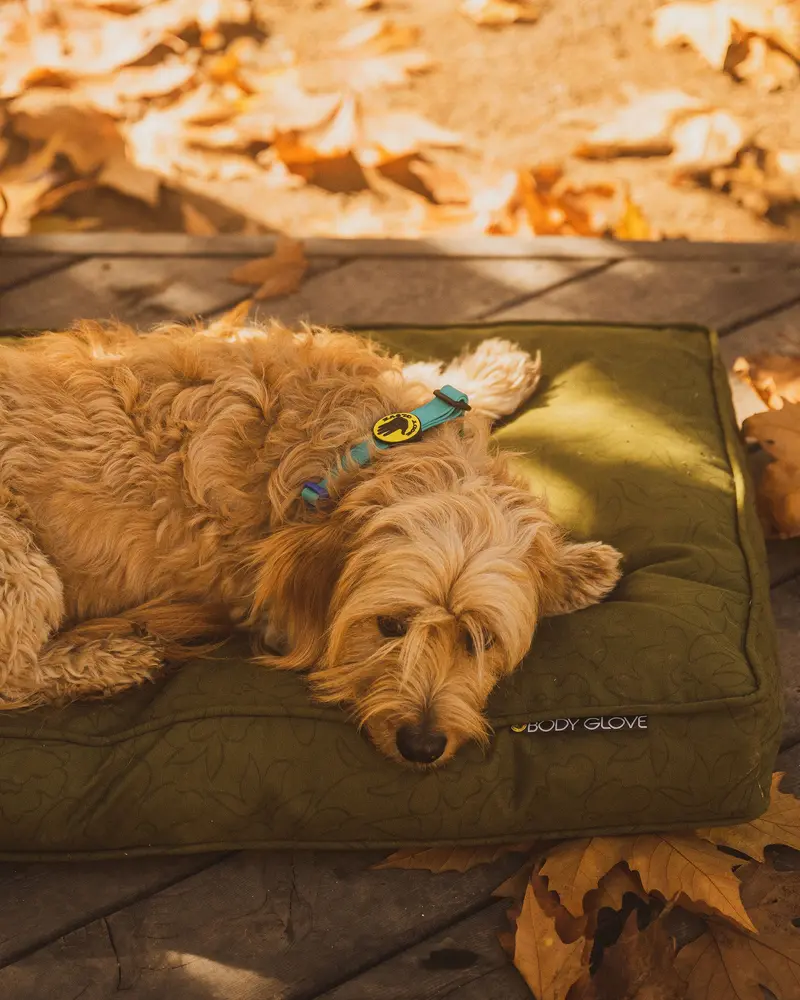 Moss Paintflower Pet Napper – Minimalist, Calming Rest Zone