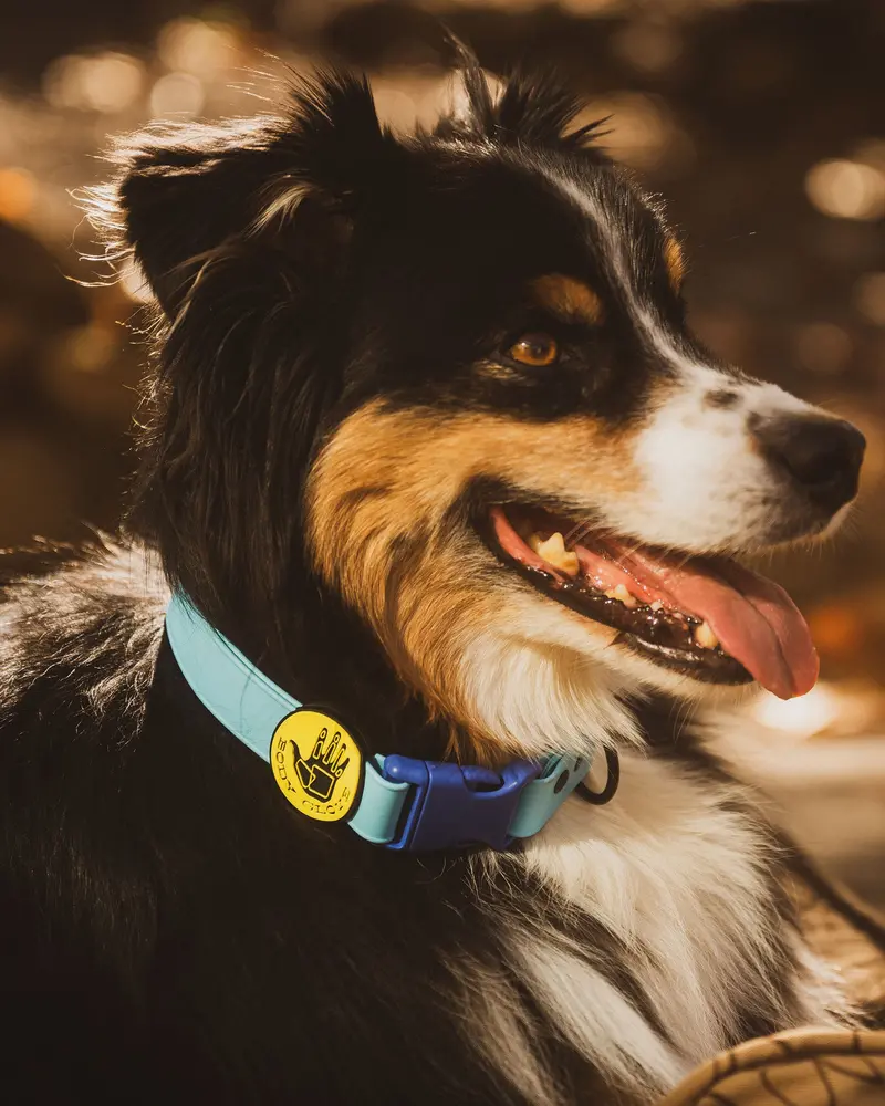 Sea Mist Waterproof Dog Collar – Soft, Flexible, and Easy-Clean